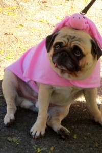 A classic pig pug from 2012