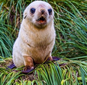 Happy Seal