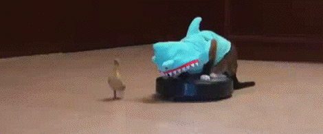 Shark Cat Roomba