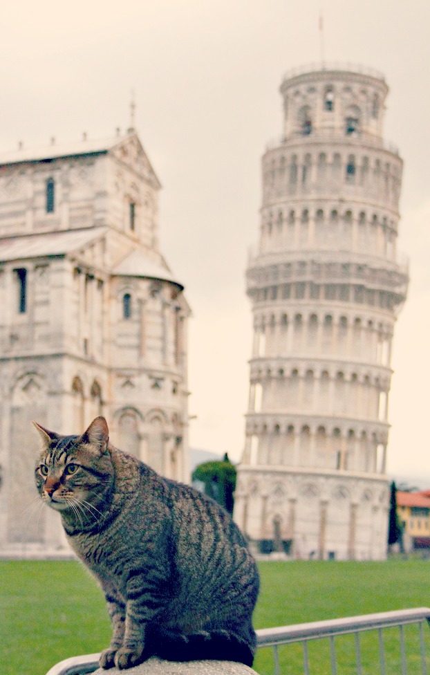 TuscanyCat